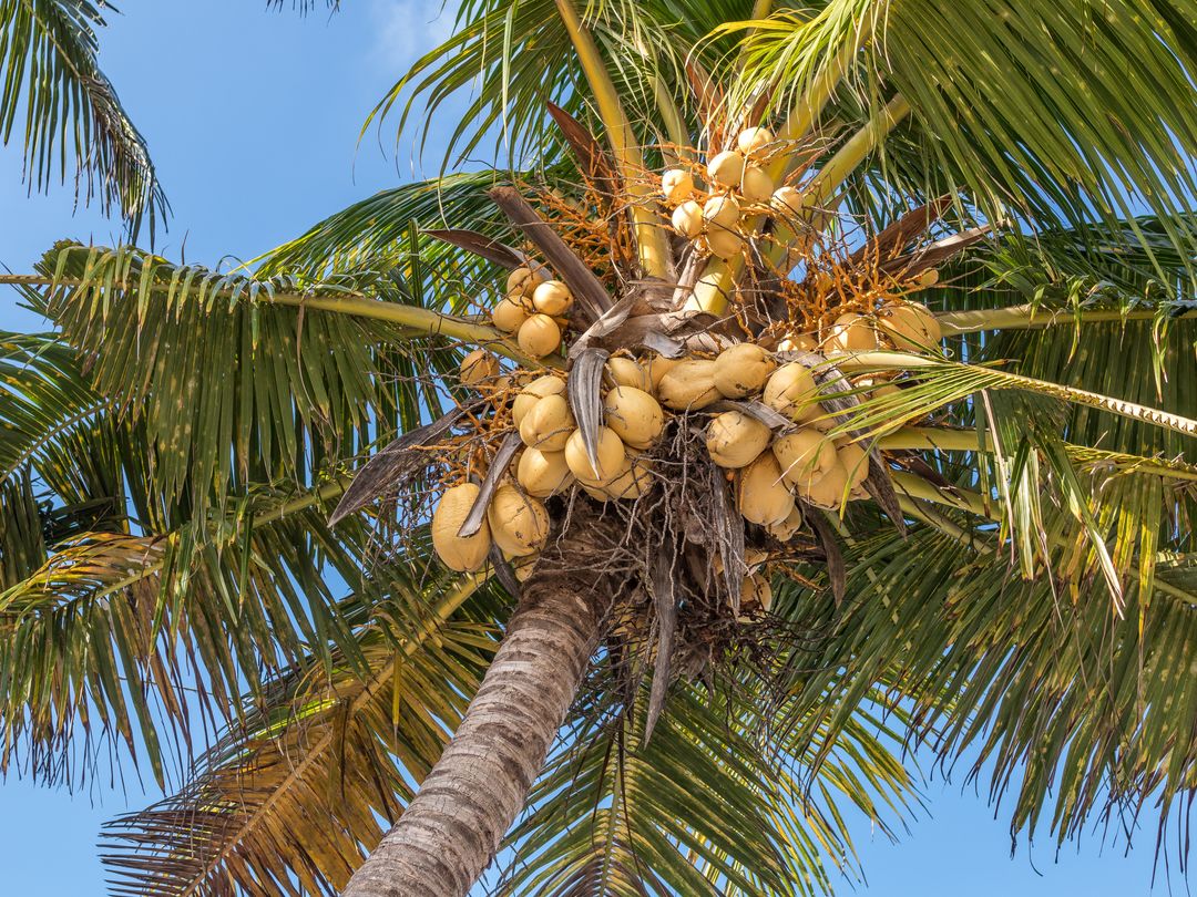 The Marxist Guide to Coconuts
