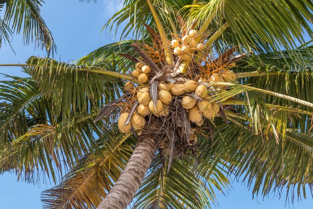 The Marxist Guide to Coconuts